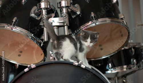  little kitten stands on the drums. percussion instruments.drums on black background