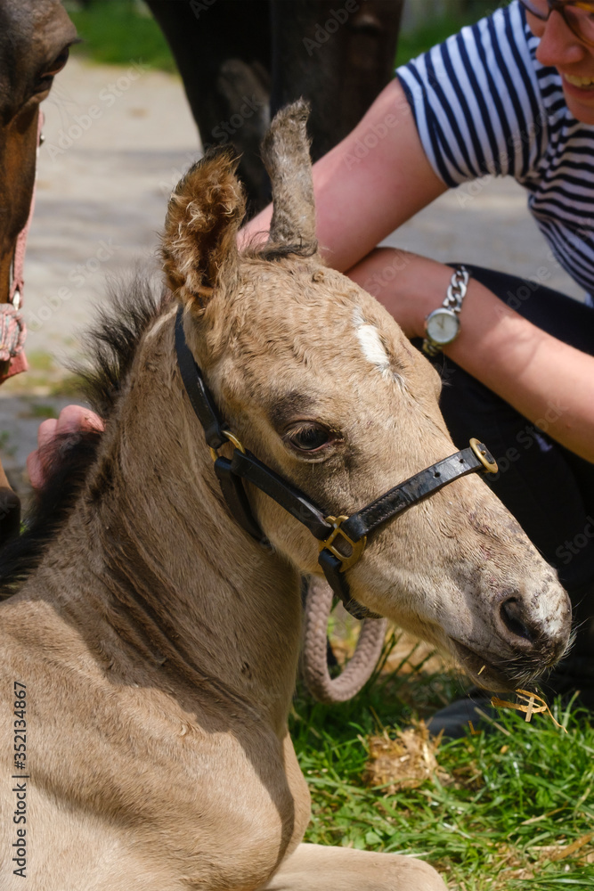 Naklejka premium Cute newborn colt lying in grass on a spring day. Mother's head in the background, yellow dun color. Woman next to the stallion