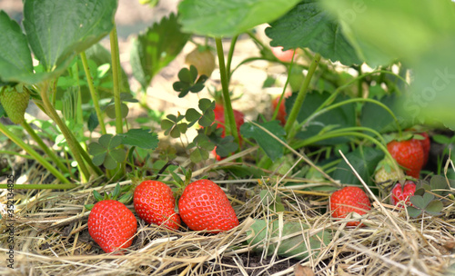freshness and ripe strawberry on straw in a garden