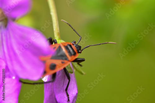 Firebug on a flower