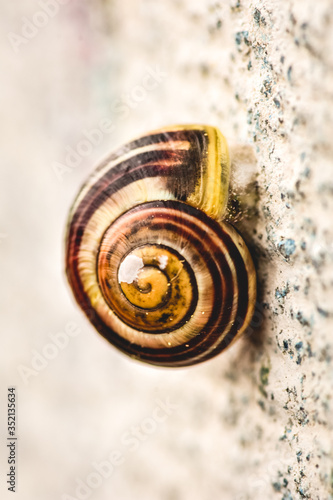 Snail on a wall