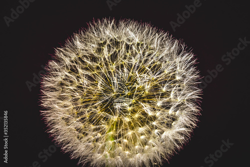 dandelion seed head