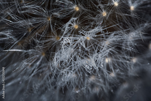 close up of dandelion