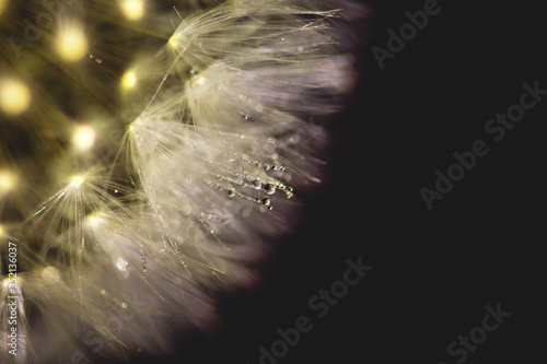 dandelion seed head