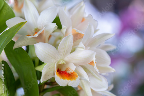 Orchid flower Dendrobium Orchidaceae