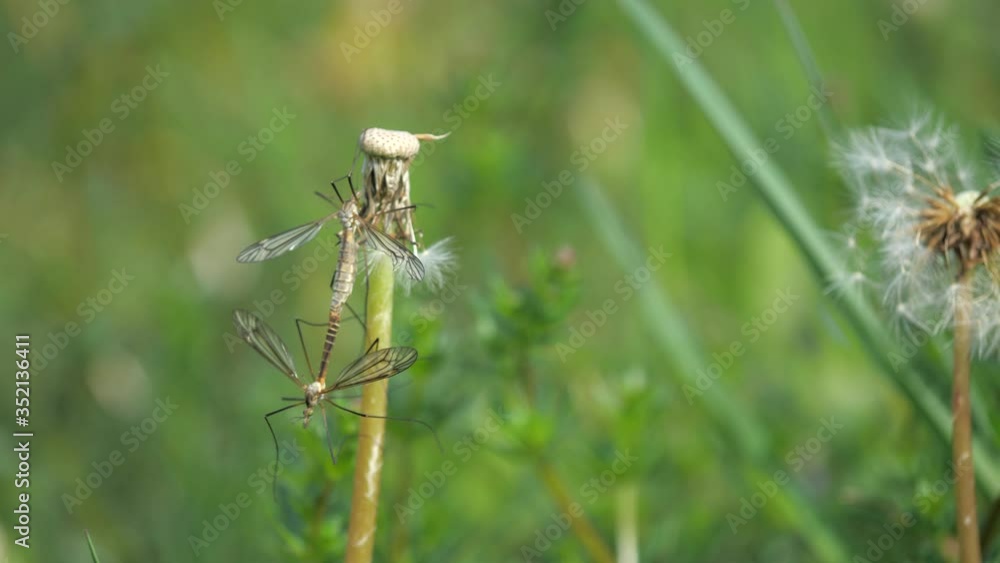 Insect Tipula or Marsh Crane Fly, Tipula oleracea, mating pair on dandelion stalk after blossom. Detail of insect having sex in grass. Insect Tipula or Marsh Crane Fly, Tipula oleracea, mating pair on dandelion stalk after blossom. Detail of insect having sex in grass.