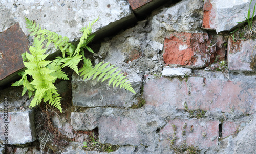 Fresh spring green leaf plant over grunge wall background.