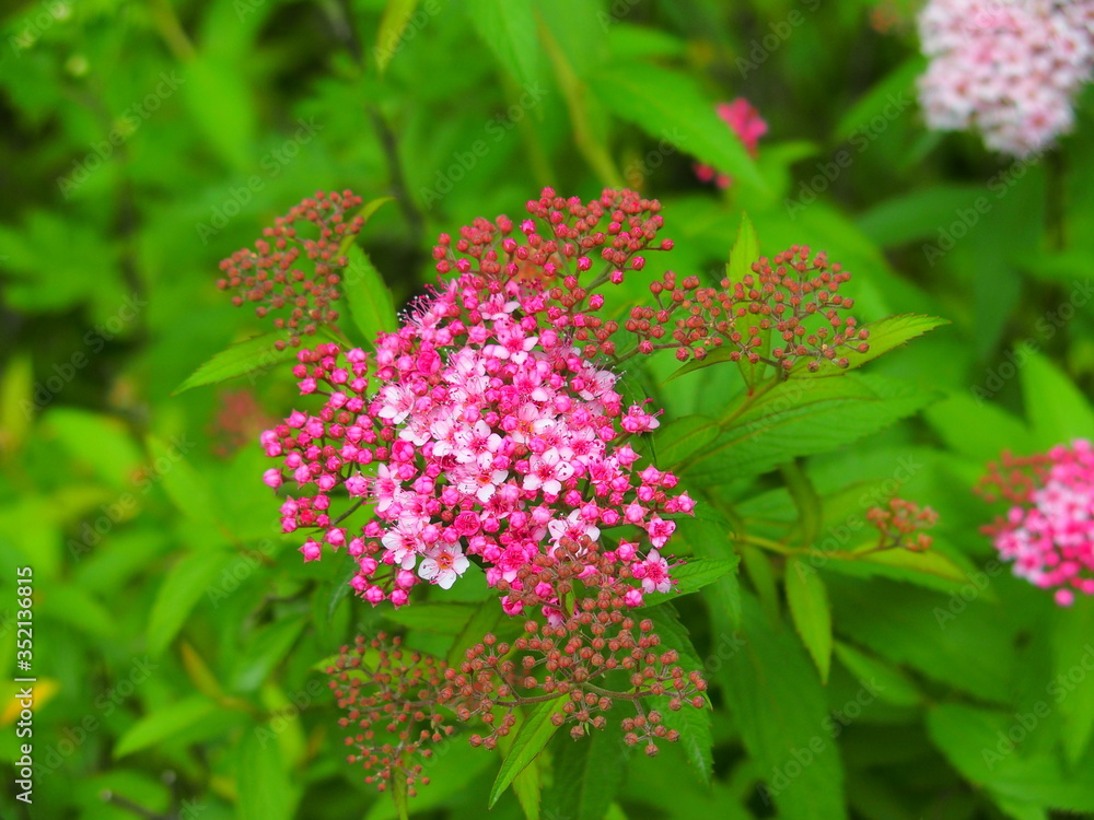 咲き始めた下野の花