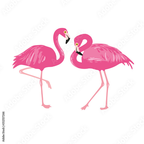 Vector isolated pink flamingos pair. Hand Drawn illustration