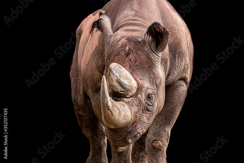 a fine art photo of a black rhinoceros