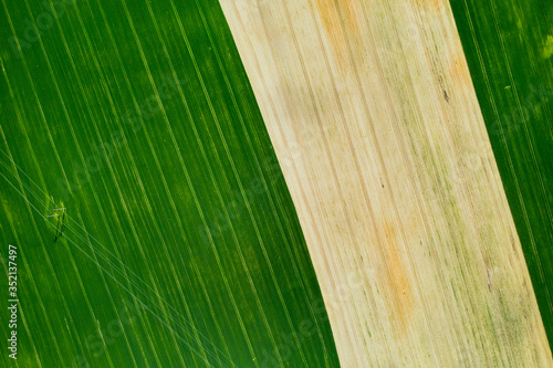 Top view of a Sown green and gray field in Belarus.Agriculture in Belarus.Texture. photo