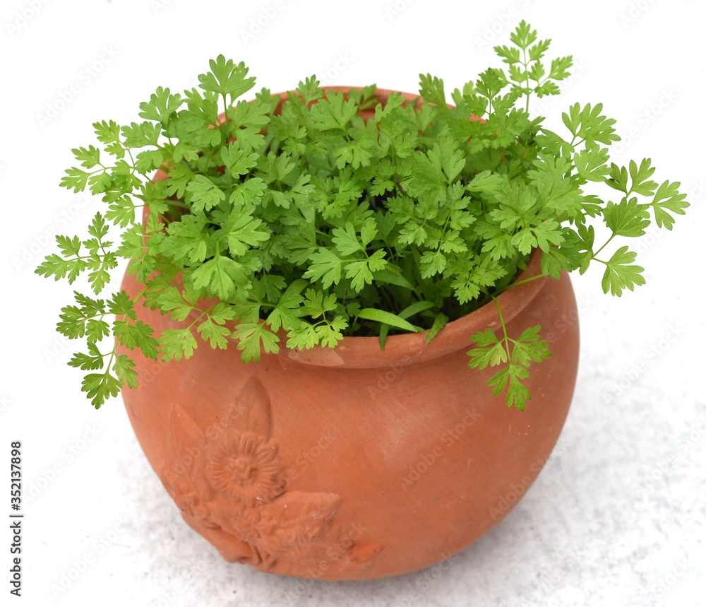 Kerbel, Anthriscus, Cerefolium, Topf Kerbel, Anthriscus, Cerefolium, Topf