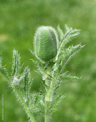 Tuerkischer, Mohn, Papaver, orientale photo