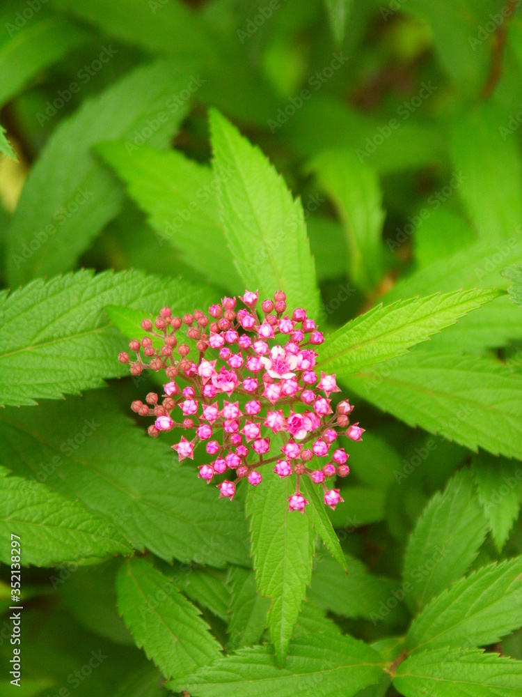 咲き始めた下野の花 咲き始めた下野の花