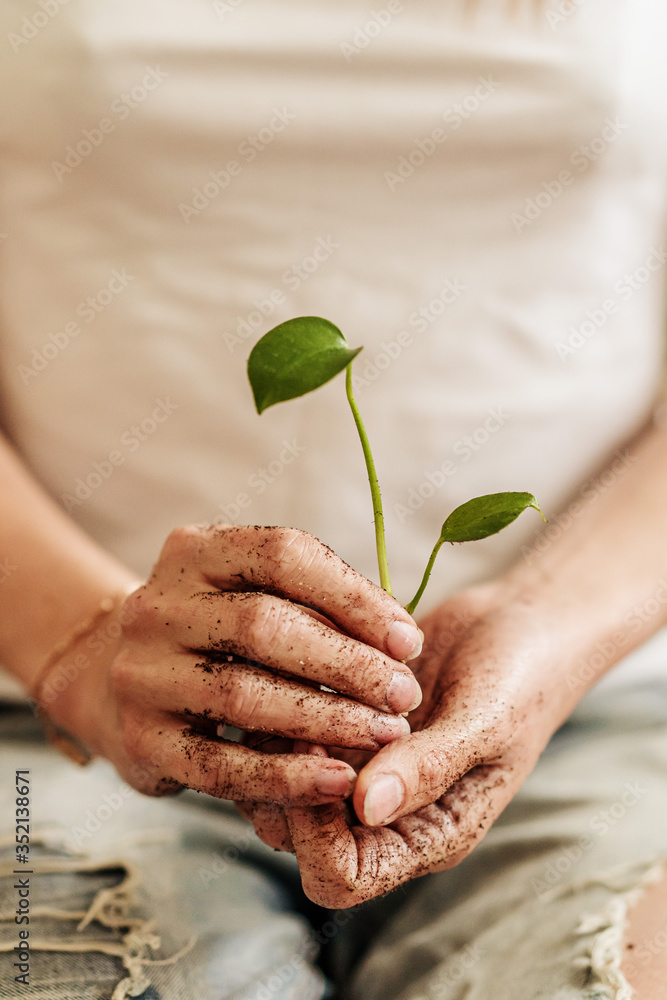 A young woman holds a seedling in her hands. Concept of home garden. Spring time. Stylish interior with a lot of plants. Taking care of home plants. A young woman holds a seedling in her hands. Concept of home garden. Spring time. Stylish interior with a lot of plants. Taking care of home plants.