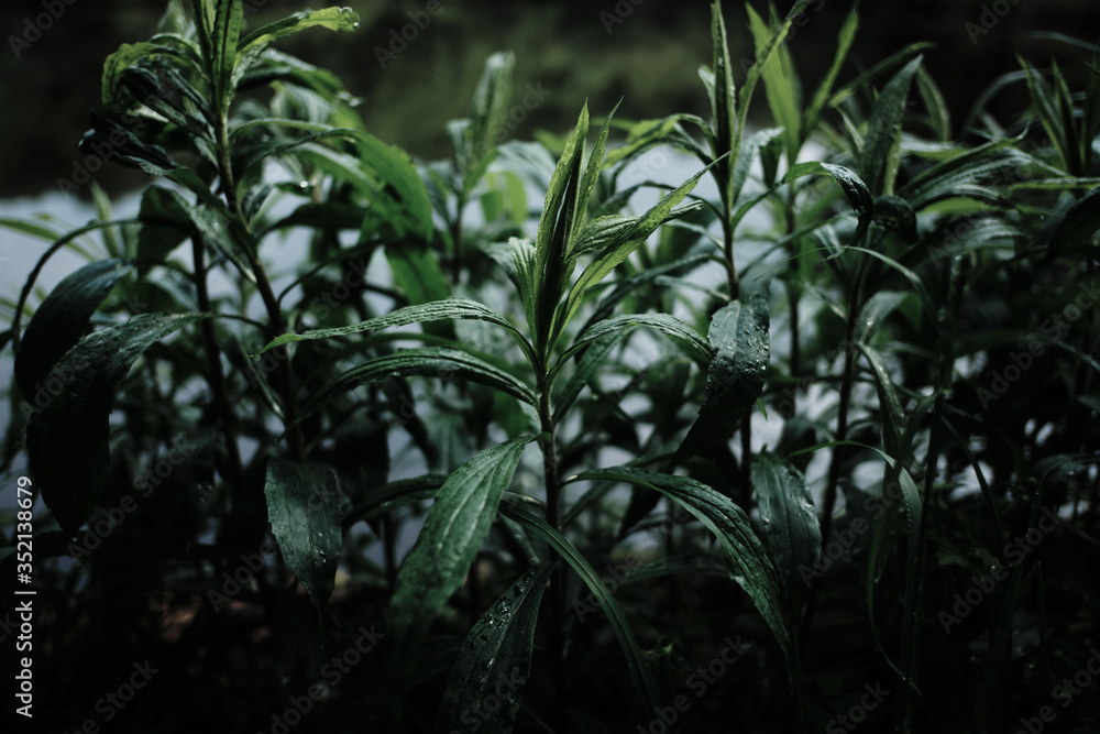 forest after the rain forest after the rain