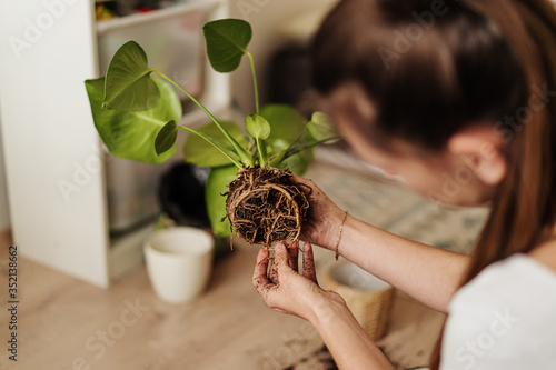 Young woman replanting flowers at home. Root cleaning.Concept of home garden. Spring time. Stylish interior with a lot of plants. Taking care of home plants.