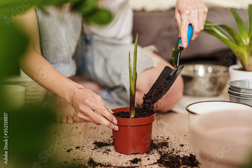 Young woman transplanting plant in plastic pots on the floor. Concept of home garden. Spring time. Stylish interior with a lot of plants. Taking care of home plants.
