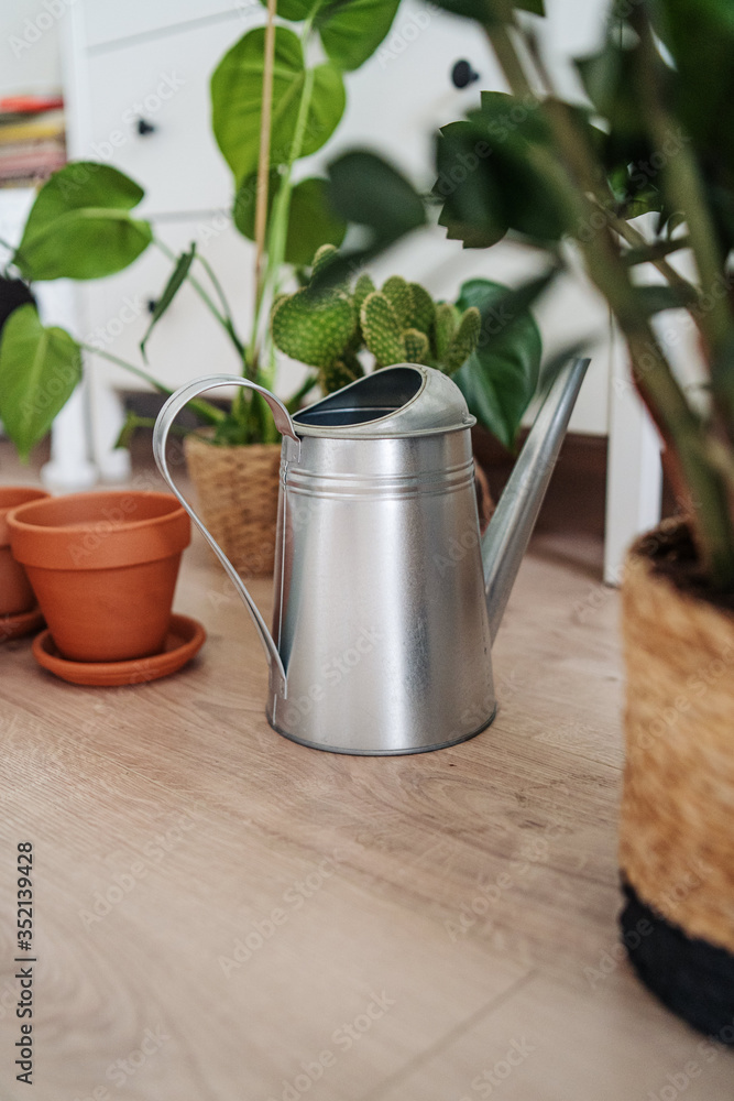Preparation for transplanting flowers at home Preparation for transplanting flowers at home