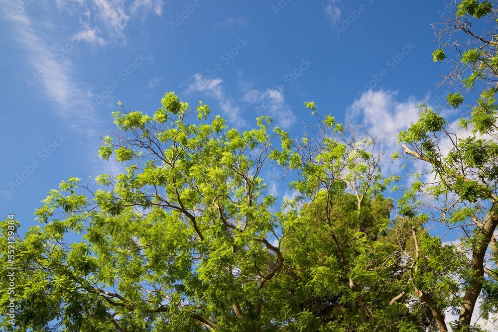 Trees in a park