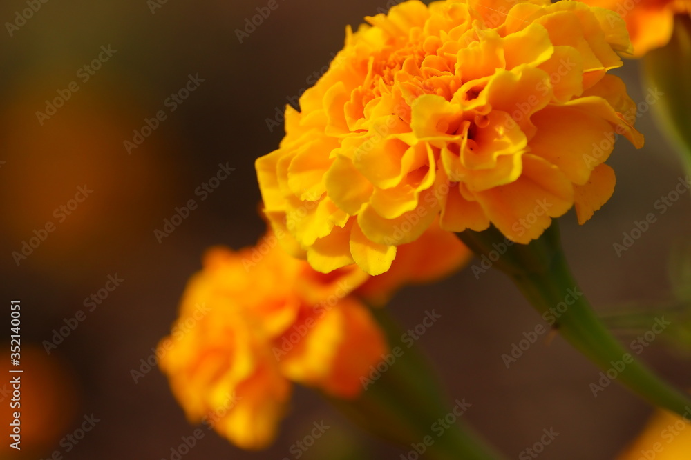 macro shot of yellow flower head, marigold macro shot of yellow flower head, marigold