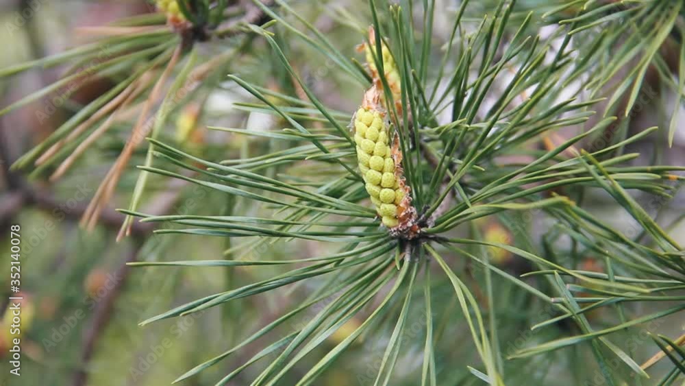 close-up young bump on a conifer tree, natural background