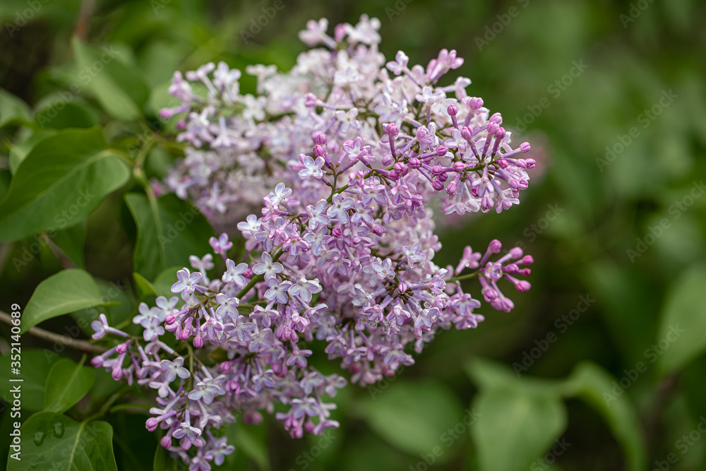 In the mounth of may lilac blooms luxuriously in the garden In the mounth of may lilac blooms luxuriously in the garden