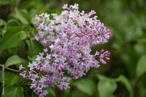 In the mounth of may lilac blooms luxuriously in the garden