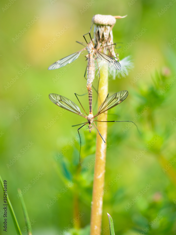 Crane Fly couple have sex on grass stalk. Crane Fly couple have sex on grass stalk.