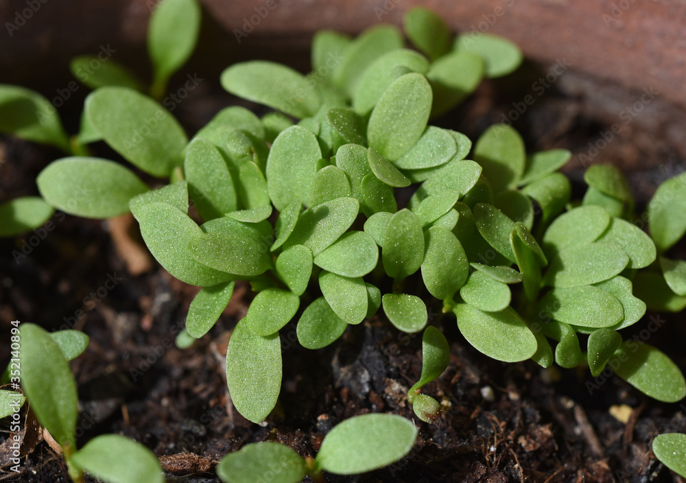 Sauerampfer, Rumex, acetosa, Sproessling