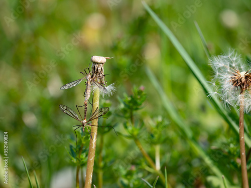 Insect Tipula or Marsh Crane Fly, Tipula oleracea, © rdonar