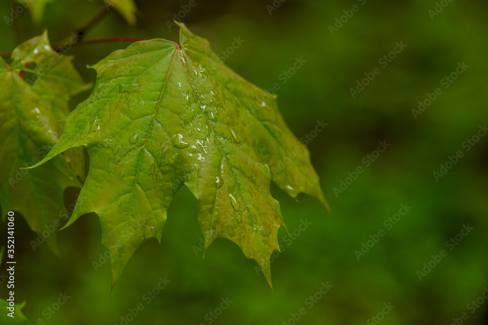 tree leaf after rain in the forest tree leaf after rain in the forest