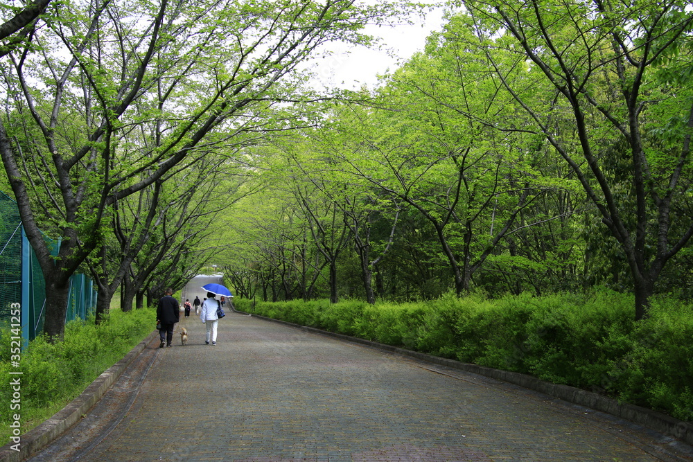 Obraz premium 新緑の散策路 初夏の散策路 新緑の遊歩道 散策路 遊歩道 歩道 初夏の風景 初夏の景色 新緑 