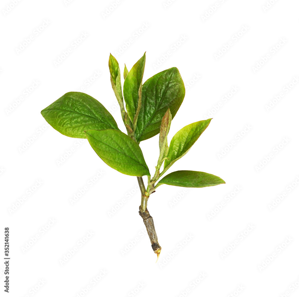 Obraz premium Twig with green leaves