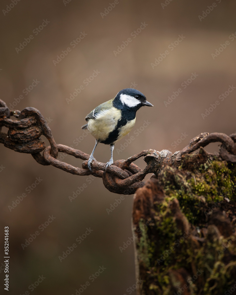 Obraz premium Colourful vibrant Great Tit bird Parus Major on rusty chain and metal pole in Spring sunshine in garden