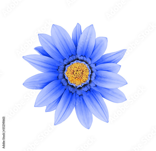 Blue gazania flower © Ortis