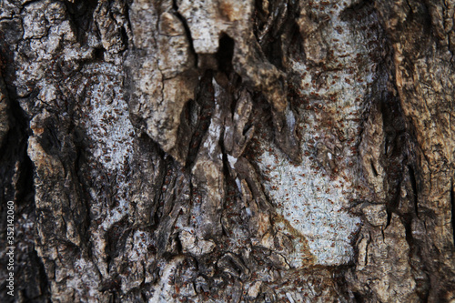 Canvas Print Tree bark texture, India, Asia, (Photo Copyright © By Saji Maramon)