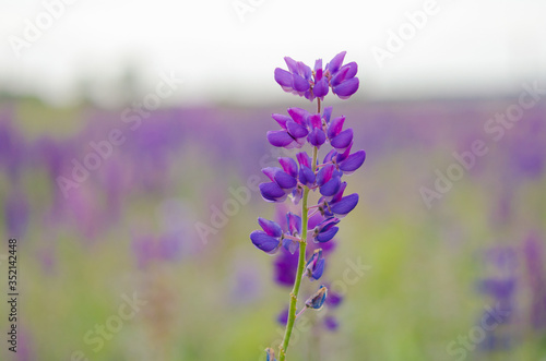 Lupine meadow grass summer day 