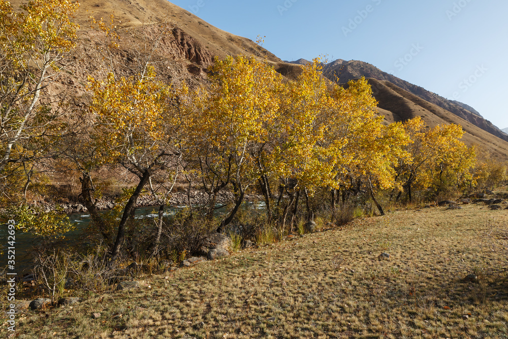 Naklejka premium Trees with yellow leaves on the banks of a mountain river. Autumn landscape. Kokemeren river, Kyrgyzstan.