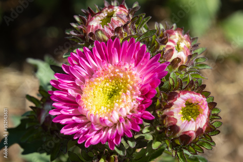 Pink Chrysanthemum or Mums Flowers on Green Leaves Background in Garden with Natural Light