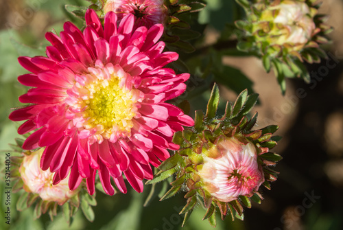 Red Chrysanthemum or Mums Flowers on Green Leaves Background in Garden with Natural Light on Left Frame