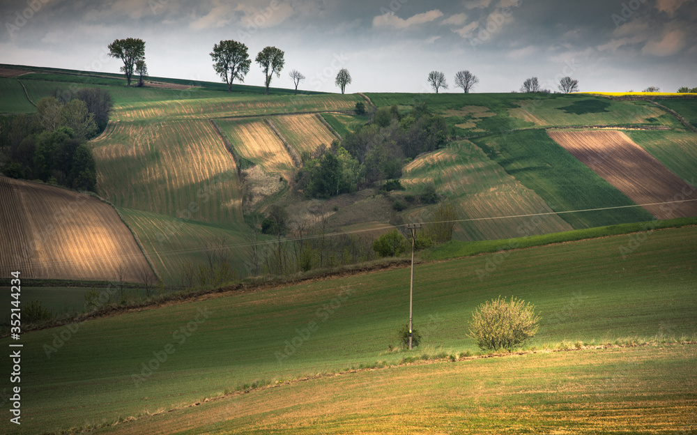 Fototapeta premium ponidzie pola 