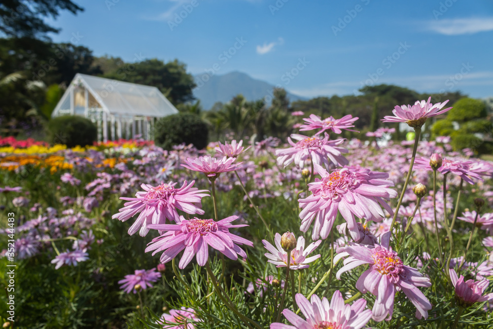 Pink Chrysanthemum or Mums Flowers and Flower House in Garden with Natural Light on Blue Sky Background Pink Chrysanthemum or Mums Flowers and Flower House in Garden with Natural Light on Blue Sky Background