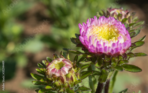 Pink Chrysanthemum or Mums Flowers on Green Leaves Background in Garden with Natural Light on Right Frame