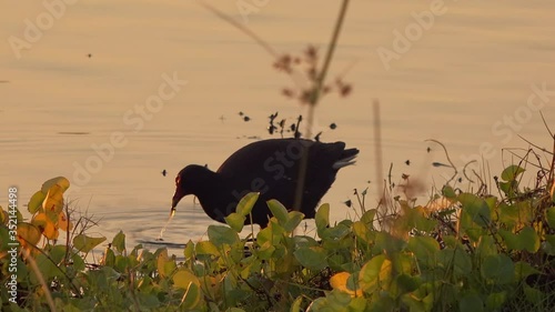 Black Water Fowl feeds in golden water beside leafy shore of beautiful lake photo