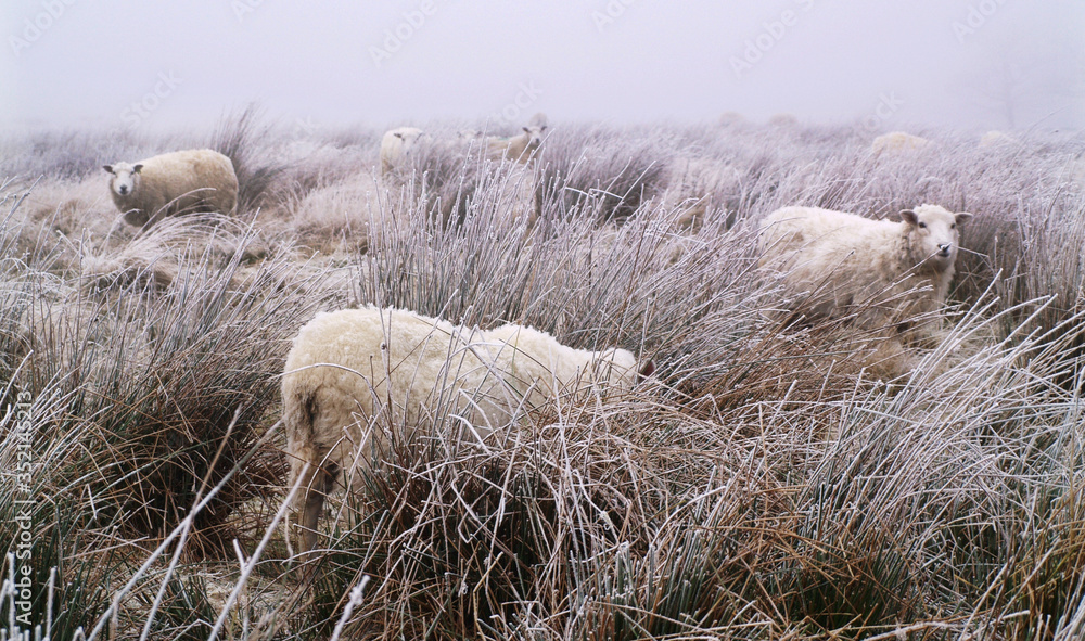 Φωτογραφία Livestock sheep freezing in a frozen icy wet field in the freezing moors in winter