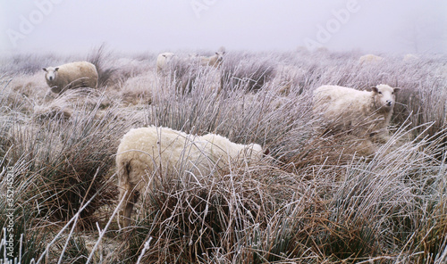 Φωτογραφία Livestock sheep freezing in a frozen icy wet field in the freezing moors in winter