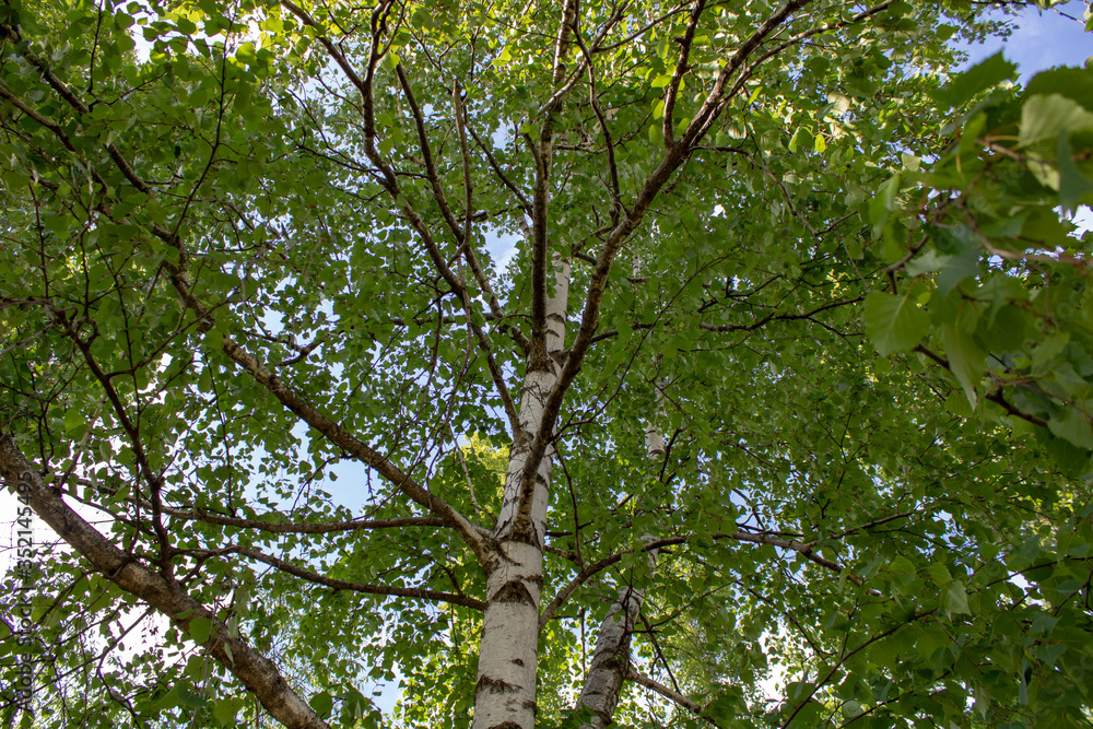 In spring, juicy green leaves on the branches of birch in the open air in the sun in an ecologically clean area of black soil. In spring, juicy green leaves on the branches of birch in the open air in the sun in an ecologically clean area of black soil.
