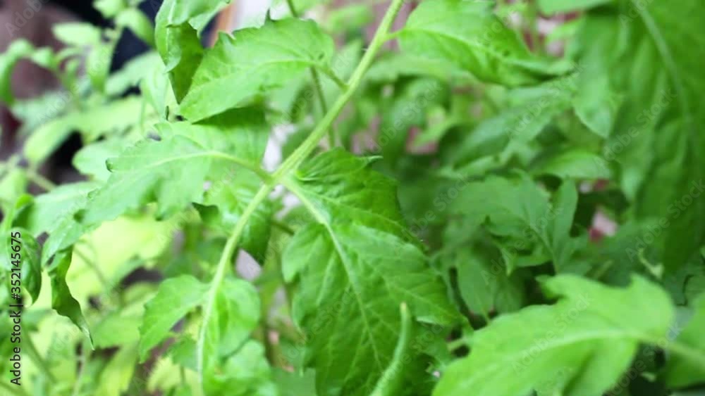 Green tomato seedlings, growing vegetables at home. Green tomato seedlings, growing vegetables at home.