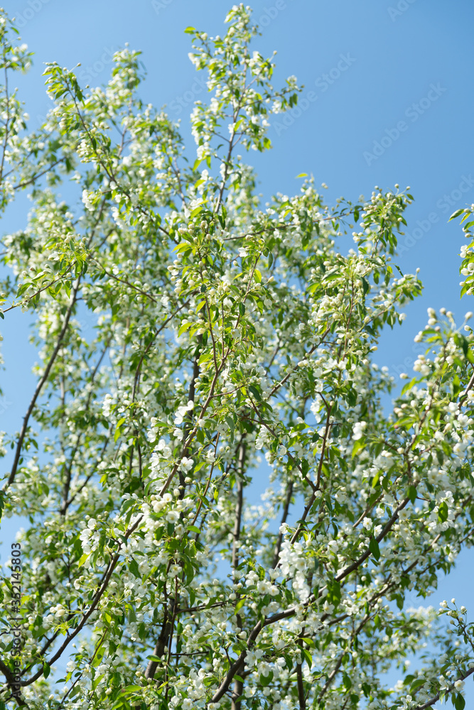 Blooming aplle tree in the garden. Selective focus. 